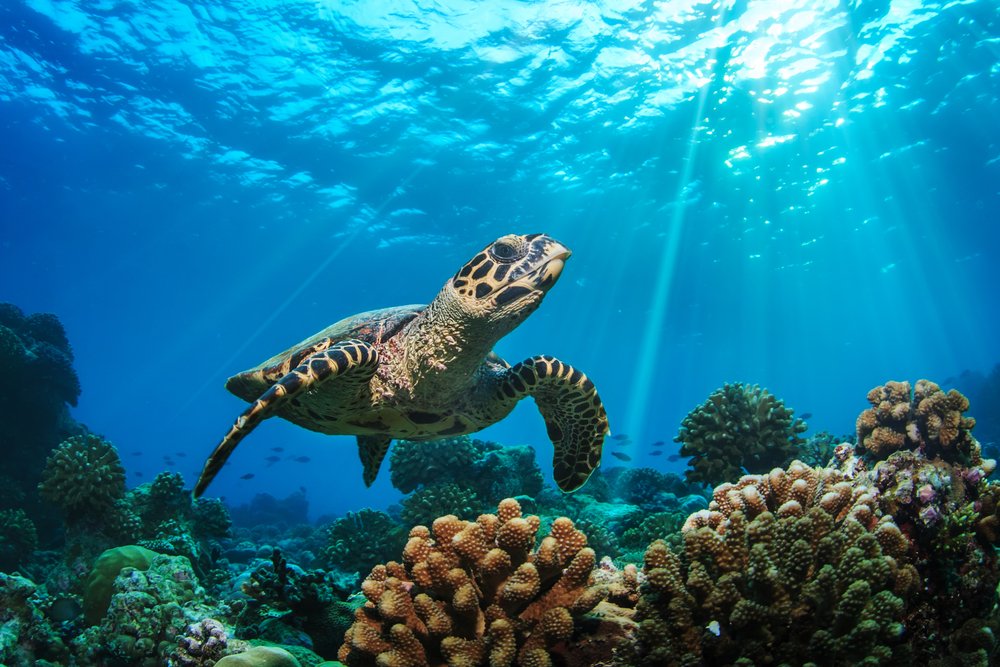 Agoda and WWF-Singapore announce partnership for marine habitat restoration
