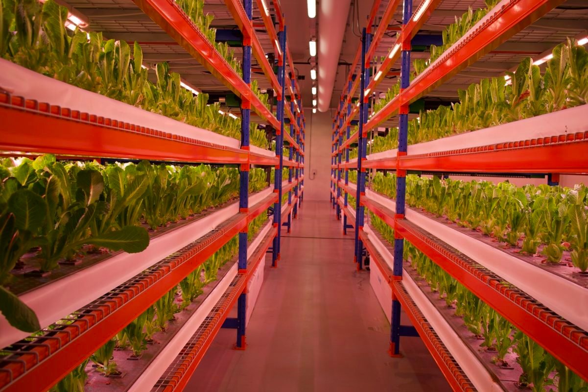 Sustainable food in air! Emirates flight catering launches world’s largest vertical farm in Dubai