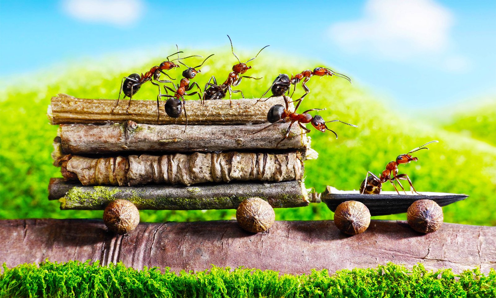 Ants are now using cars to travel and spread to new locations