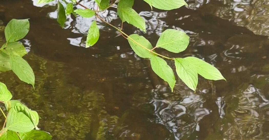 Celebrating the Berkshires’ Housatonic River