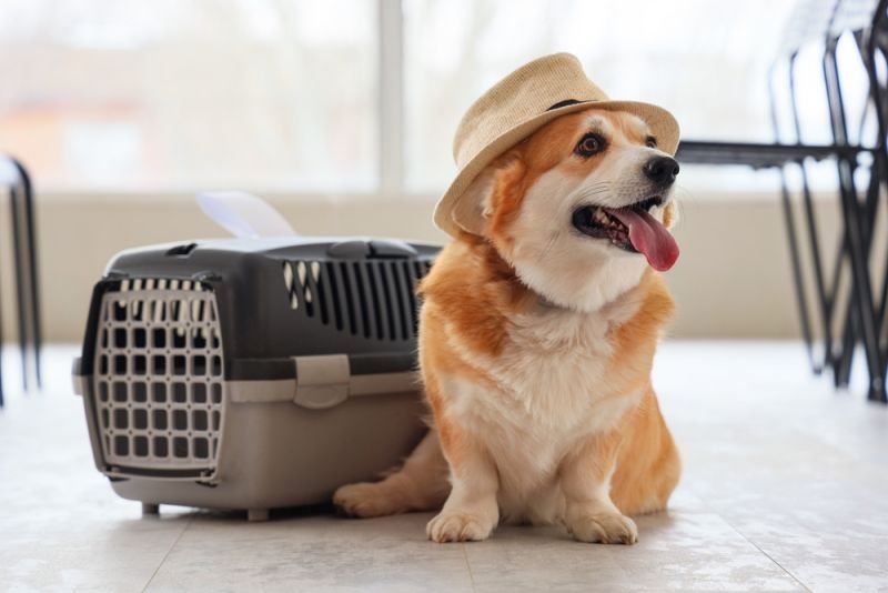 ITA Airways makes dog travel in Italy easier with new weight limit